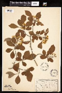 Crataegus punctata image