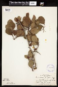 Crataegus punctata image