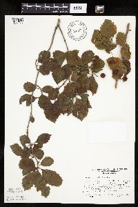 Crataegus punctata image