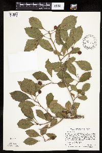 Crataegus punctata image