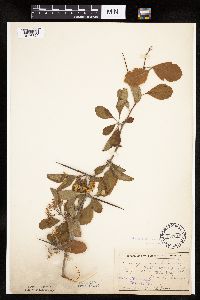 Crataegus punctata image