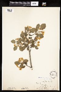 Crataegus punctata image