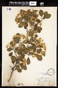 Crataegus punctata image