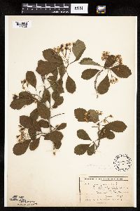 Crataegus punctata image