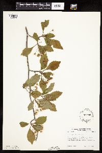 Crataegus punctata image