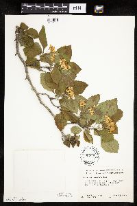 Crataegus punctata image