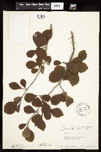 Crataegus punctata image