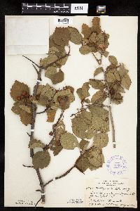 Crataegus punctata image