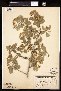 Crataegus punctata image