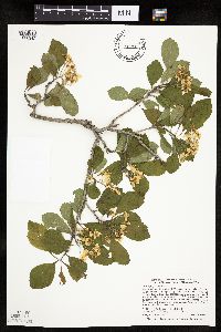 Crataegus punctata image