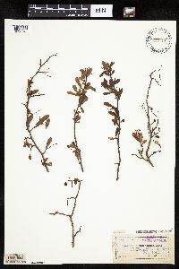 Image of Crataegus spathulata