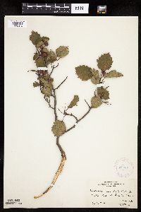 Crataegus succulenta image