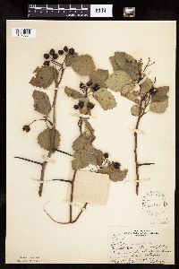 Crataegus succulenta image