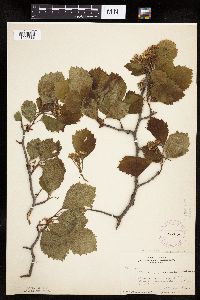 Crataegus succulenta image
