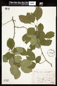 Crataegus succulenta image