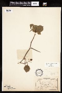 Crataegus succulenta image