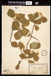 Crataegus succulenta image