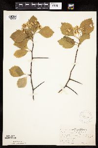 Crataegus succulenta image