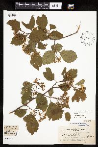 Crataegus succulenta image