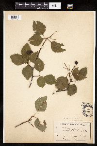 Image of Crataegus succulenta x unknown