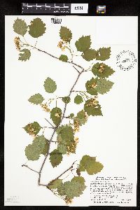 Image Associated With the Occurrence