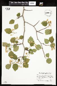 Crataegus macrosperma image