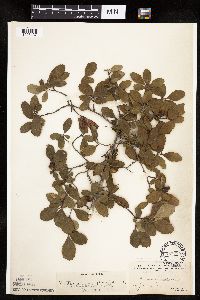 Image of Crataegus uniflora