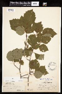 Image of Crataegus scabrida