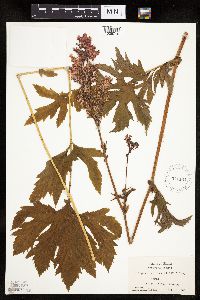 Image Associated With the Occurrence