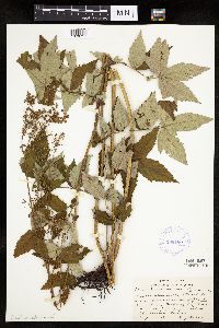 Filipendula ulmaria image