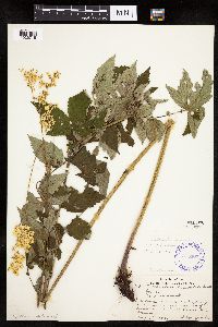 Filipendula ulmaria image