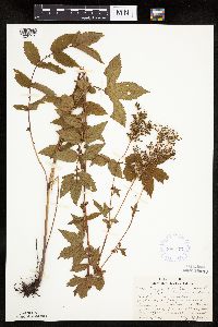 Filipendula ulmaria image