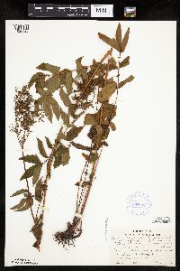 Filipendula ulmaria image