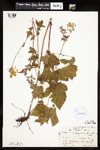 Filipendula ulmaria image