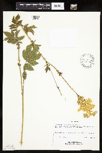 Filipendula ulmaria image