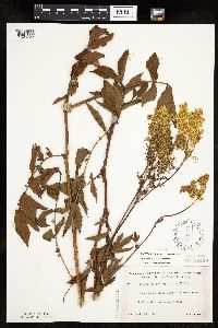 Media resource of Filipendula ulmaria