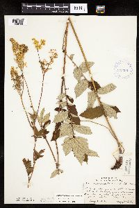 Filipendula ulmaria image