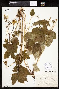 Filipendula ulmaria image