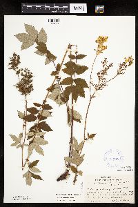 Filipendula ulmaria image