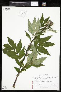 Filipendula ulmaria image