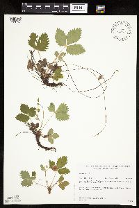 Fragaria vesca image