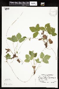 Fragaria vesca image