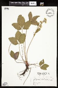 Fragaria vesca image