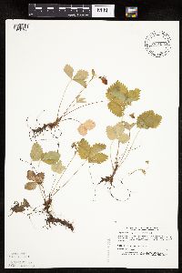 Fragaria vesca image