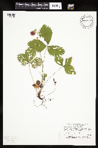 Fragaria vesca image