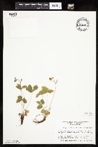 Fragaria vesca image