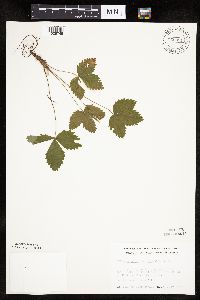 Fragaria vesca image