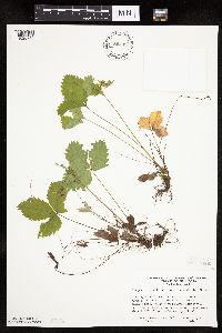 Fragaria vesca image
