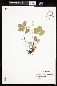 Fragaria vesca image