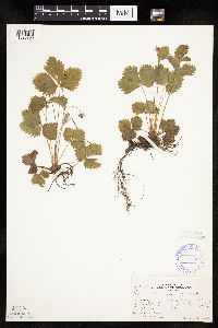 Fragaria vesca image